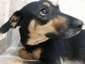 Cachorro raça SRD idade 2 anos nome Mell