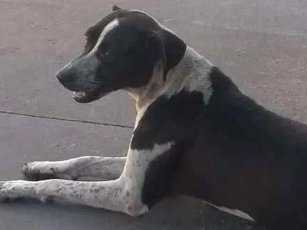 Cachorro ra a INDEFINIDA idade 2 anos nome Sem nome