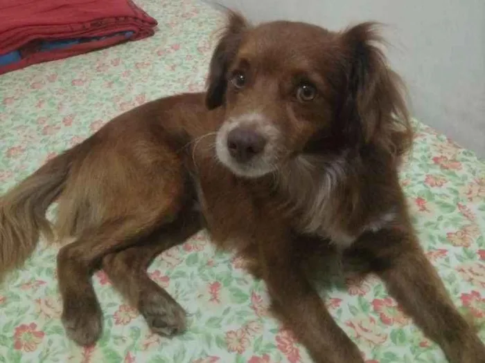 Cachorro ra a Raceado com poodle idade 5 anos nome Ralf