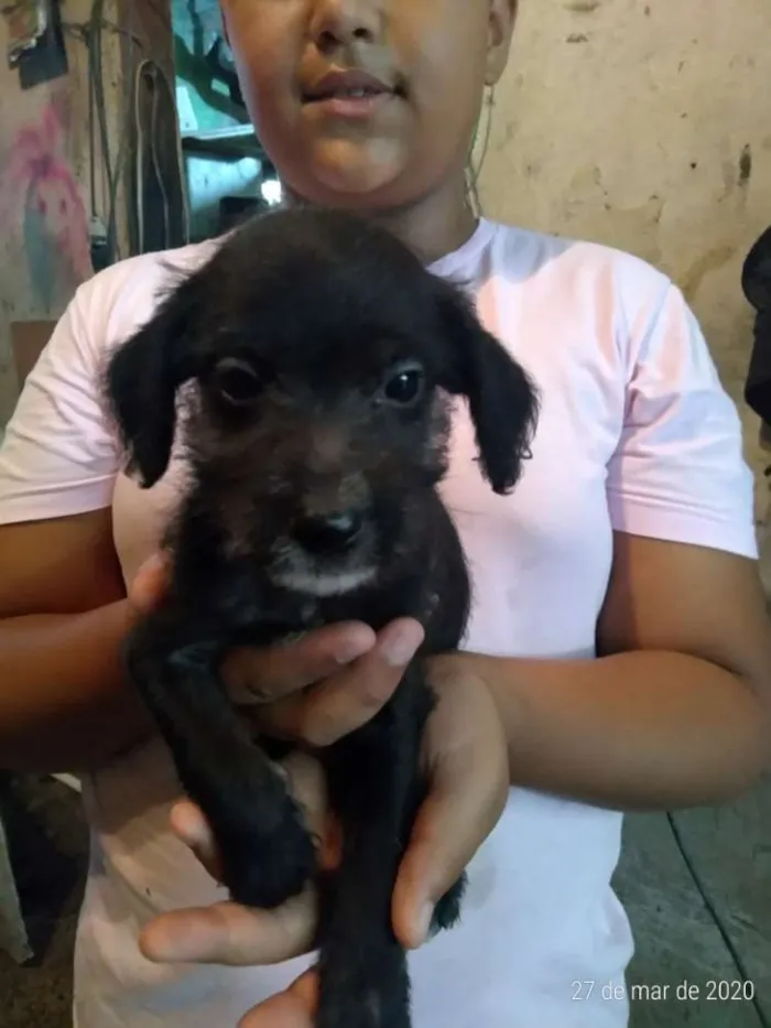 Cachorro ra a Vira lata idade Abaixo de 2 meses nome Ñ tem nome