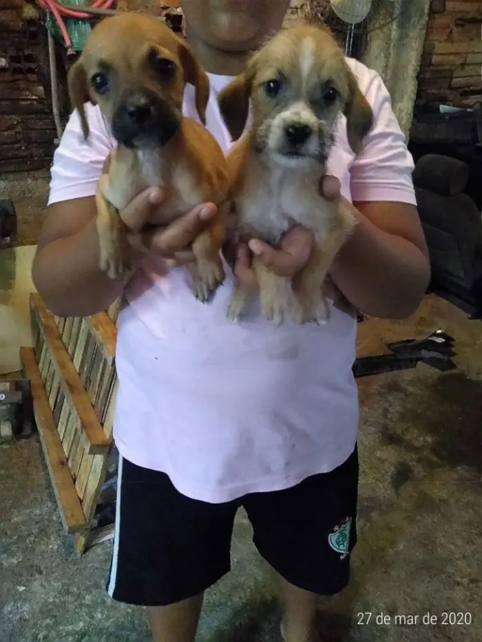 Cachorro ra a Vira lata idade Abaixo de 2 meses nome Ñ tem nome