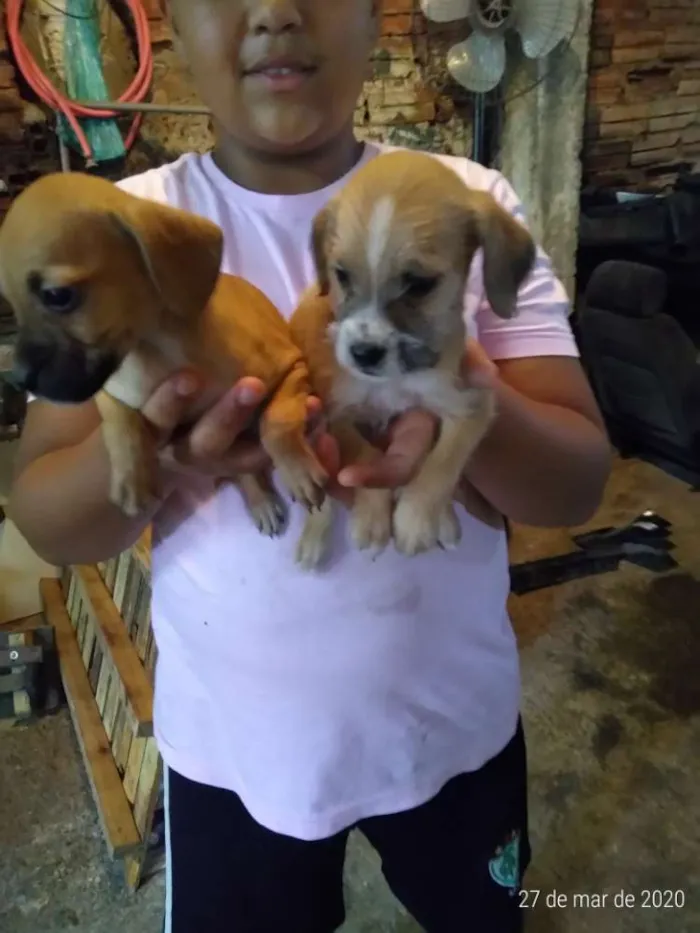 Cachorro ra a Vira lata idade Abaixo de 2 meses nome Ñ tem nome