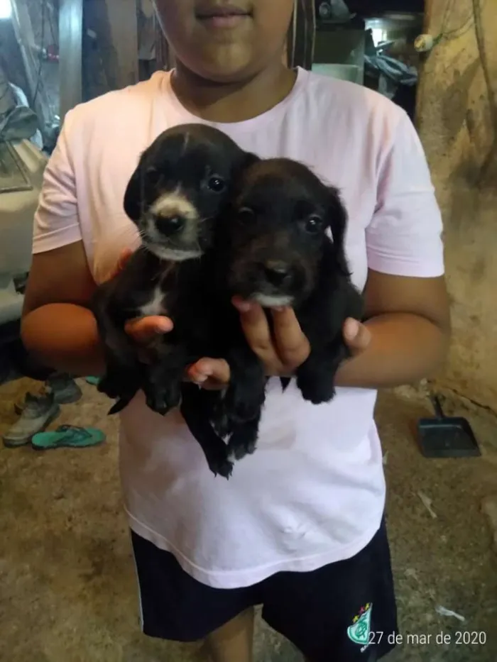 Cachorro ra a Vira lata idade Abaixo de 2 meses nome Ñ tem nome