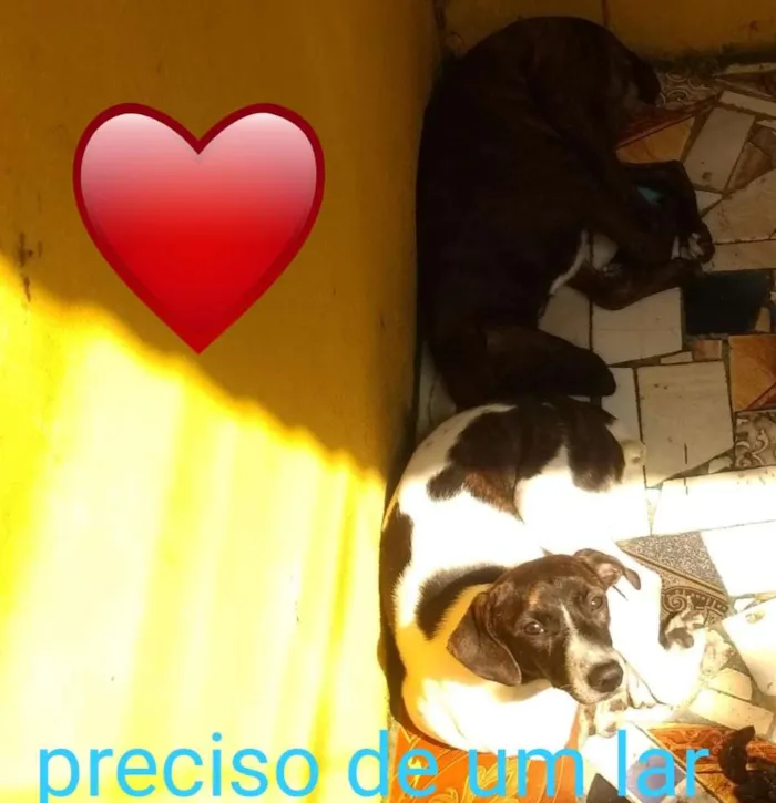 Cachorro ra a SRD idade 7 a 11 meses nome Sem Nome 