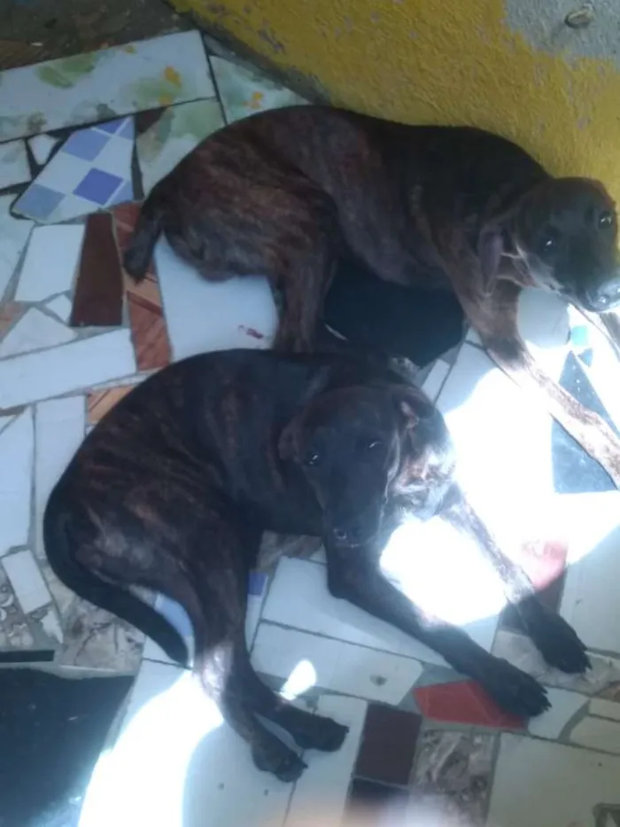 Cachorro ra a SRD idade 7 a 11 meses nome Sem Nome 