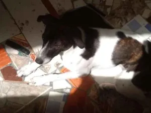 Cachorro raça SRD idade 7 a 11 meses nome Sem Nome 
