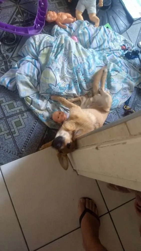 Cachorro ra a Sem raça idade 7 a 11 meses nome Flufi