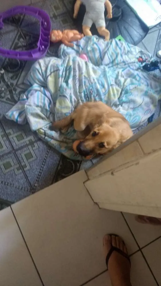 Cachorro ra a Sem raça idade 7 a 11 meses nome Flufi
