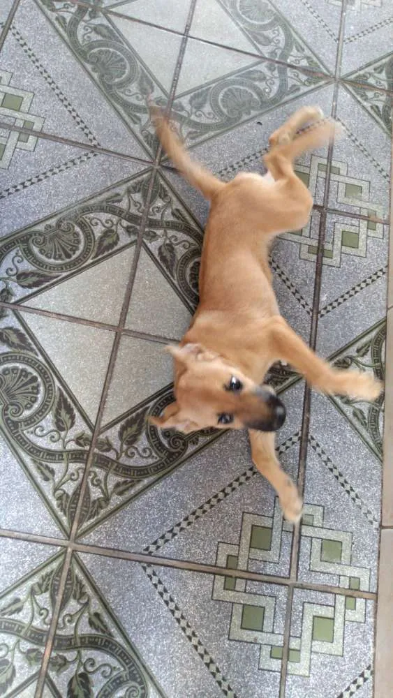 Cachorro ra a Sem raça idade 7 a 11 meses nome Flufi