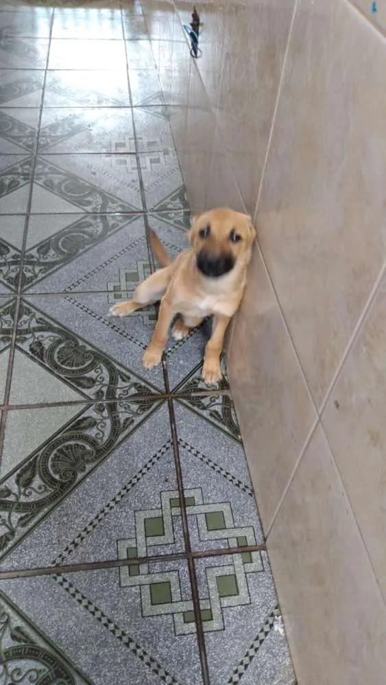 Cachorro ra a Sem raça idade 7 a 11 meses nome Flufi
