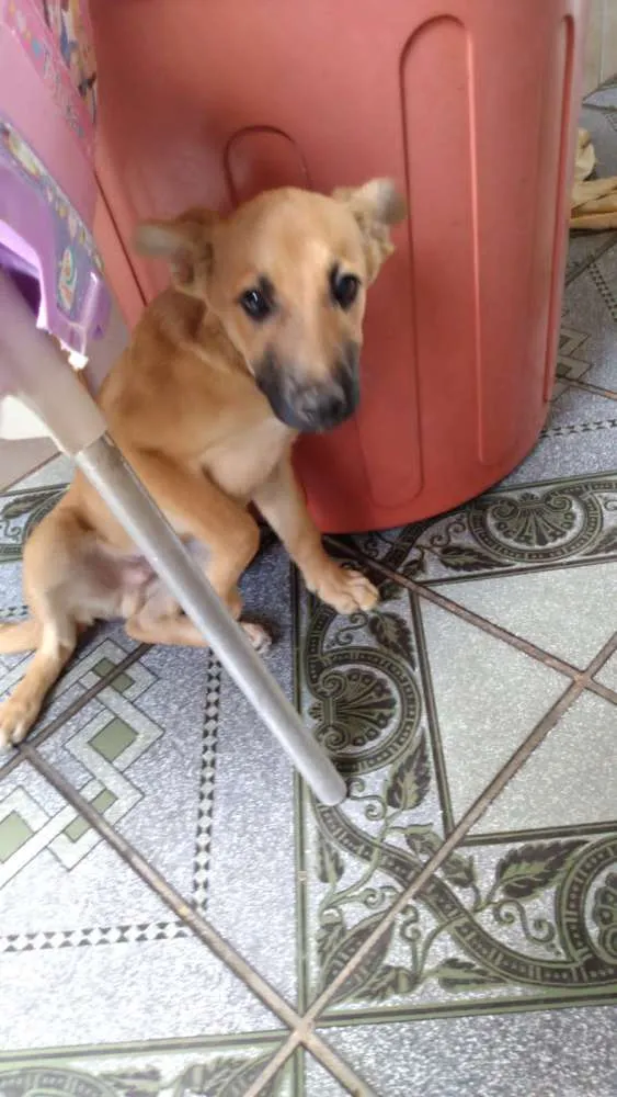 Cachorro ra a Sem raça idade 7 a 11 meses nome Flufi