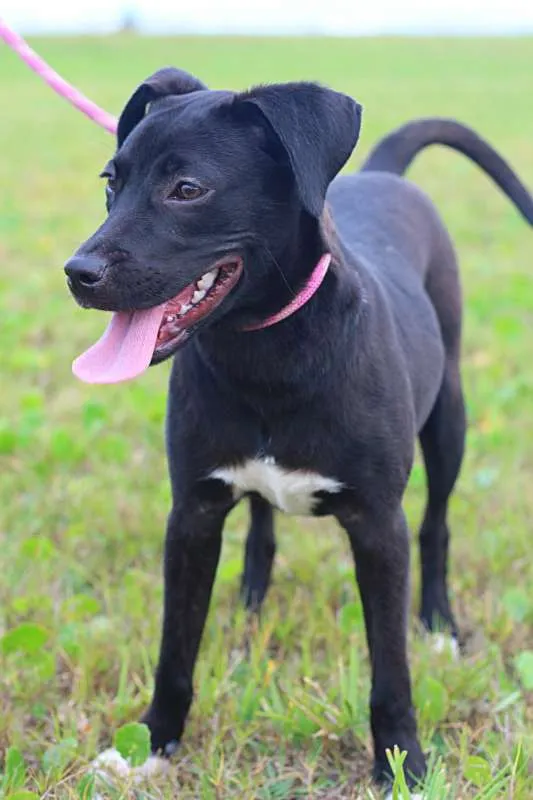 Cachorro ra a N/D idade 1 ano nome Amora