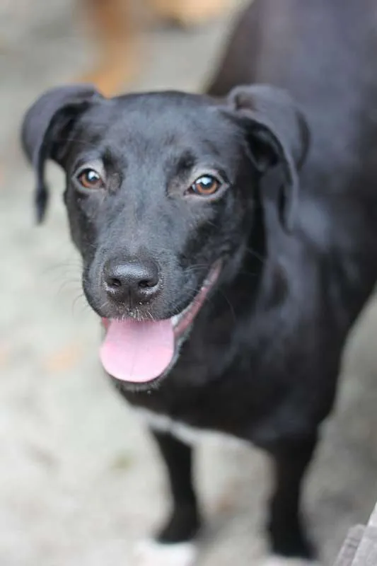 Cachorro ra a N/D idade 1 ano nome Amora