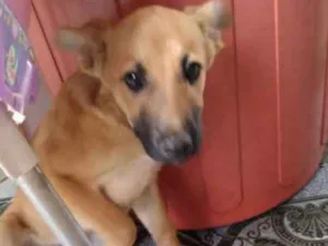 Cachorro raça Sem raça idade 7 a 11 meses nome Flufi