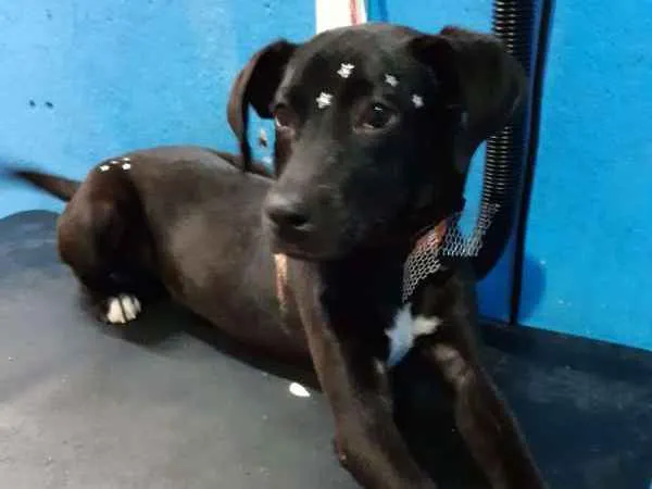 Cachorro ra a N/D idade 1 ano nome Amora