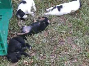 Cachorro raça Vira-Lata  idade Abaixo de 2 meses nome Não possuem nome 