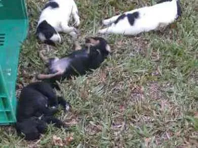 Cachorro ra a Vira-Lata  idade Abaixo de 2 meses nome Não possuem nome 