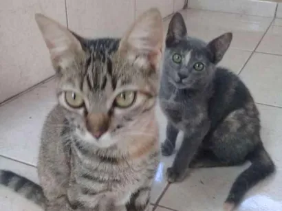 Gato raça Srd idade 2 a 6 meses nome Rajadinha