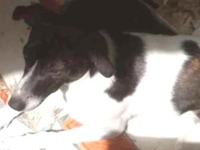 Cachorro ra a SRD idade 7 a 11 meses nome Sem Nome 