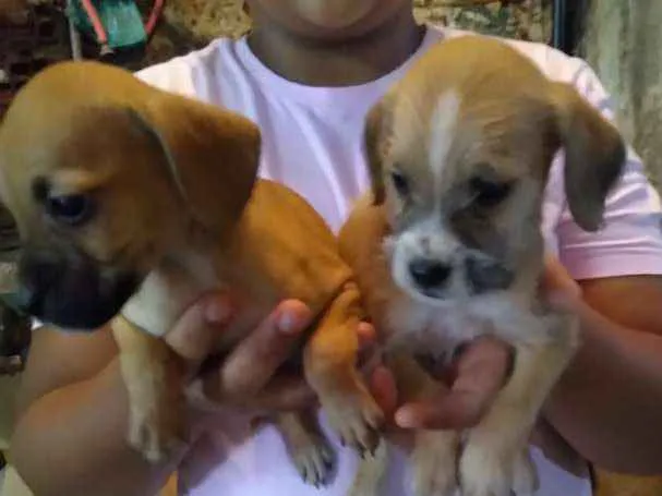 Cachorro ra a Vira lata idade Abaixo de 2 meses nome Ñ tem nome