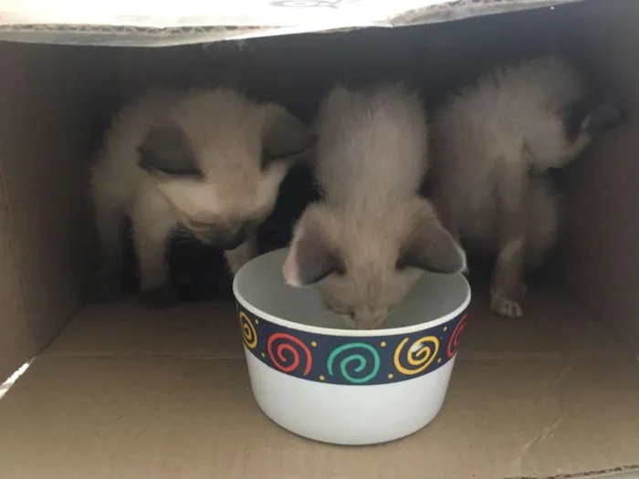 Gato ra a nao sei  idade Abaixo de 2 meses nome sem 