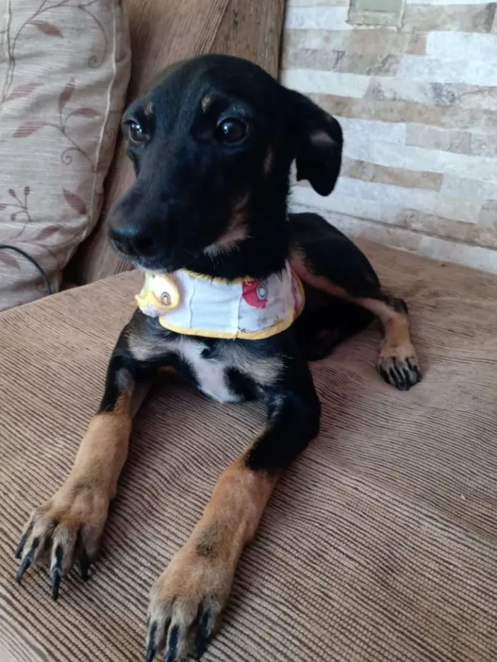 Cachorro ra a Srd  idade 2 a 6 meses nome Pretinha  