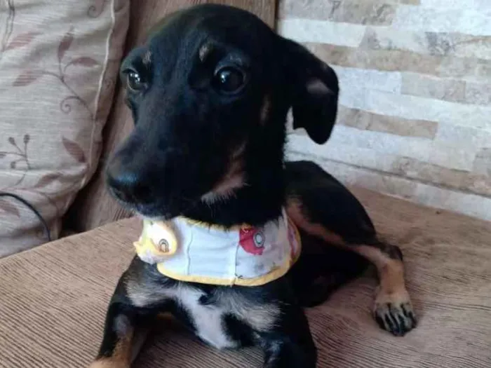 Cachorro ra a Srd  idade 2 a 6 meses nome Pretinha  