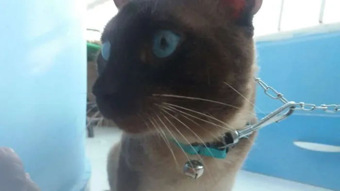 Gato ra a Siamês idade 2 anos nome Tom