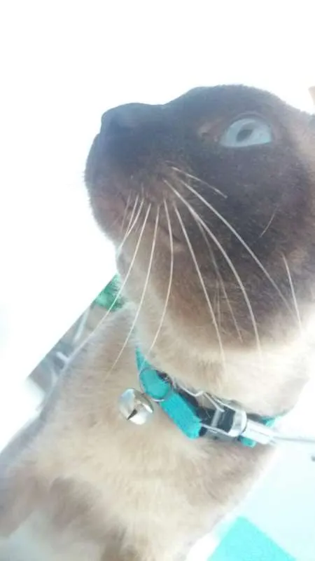 Gato ra a Siamês idade 2 anos nome Tom