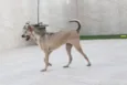 Pipoca