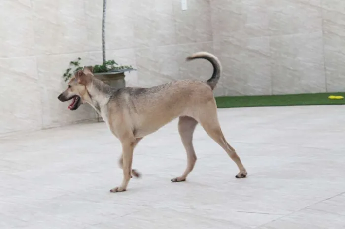 Cachorro raça SRD idade 7 a 11 meses nome Pipoca