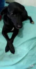 Pretinha