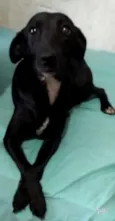Pretinha