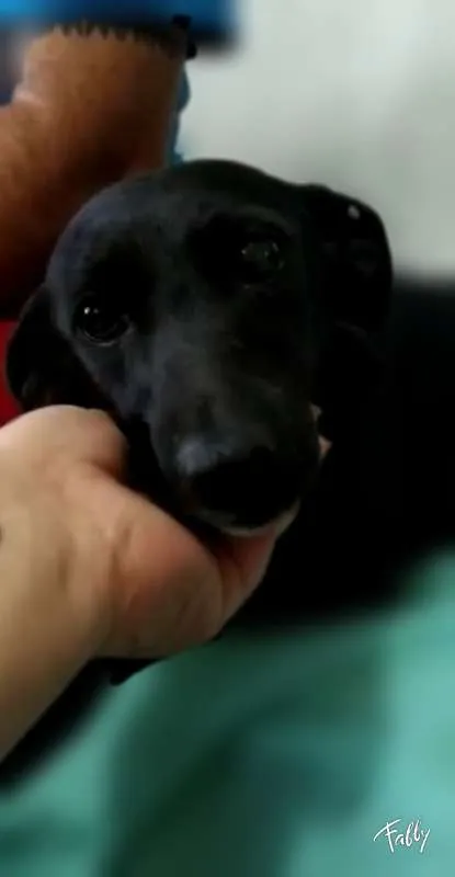 Cachorro ra a SRD idade 2 anos nome Pretinha