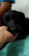 Pretinha