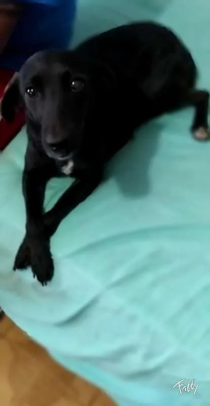 Cachorro ra a SRD idade 2 anos nome Pretinha