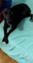 Pretinha