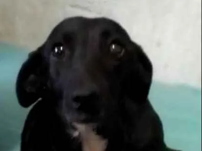 Cachorro ra a SRD idade 2 anos nome Pretinha