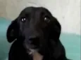 Pretinha