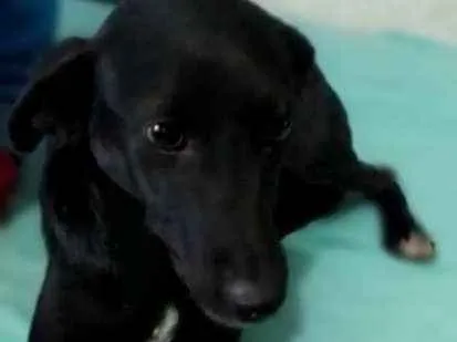 Cachorro ra a SRD idade 2 anos nome Pretinha