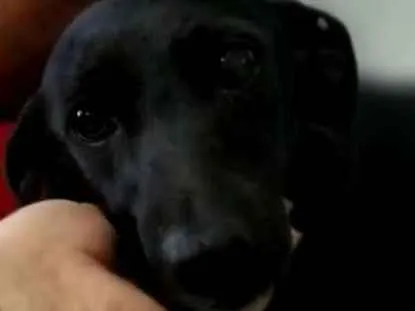 Cachorro ra a SRD idade 2 anos nome Pretinha