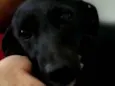 Pretinha