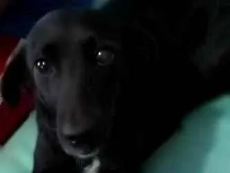Cachorro ra a SRD idade 2 anos nome Pretinha