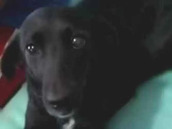 Cachorro ra a SRD idade 2 anos nome Pretinha