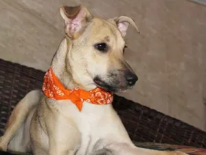 Cachorro raça SRD idade 7 a 11 meses nome Pipoca