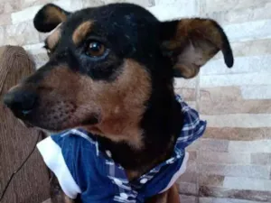 Cachorro raça Srd  idade 3 anos nome Bily