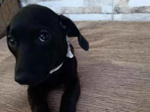 Cachorro raça Srd  idade 2 a 6 meses nome Princesa 