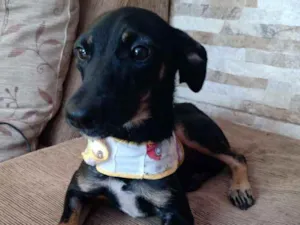 Cachorro raça Srd  idade 2 a 6 meses nome Pretinha  