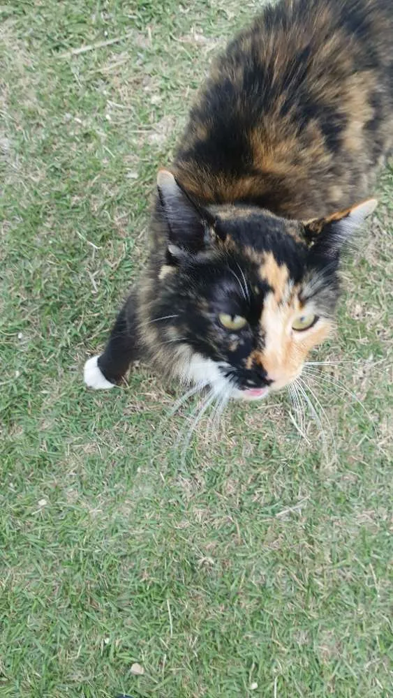 Gato ra a Não definida idade 1 ano nome Malhada