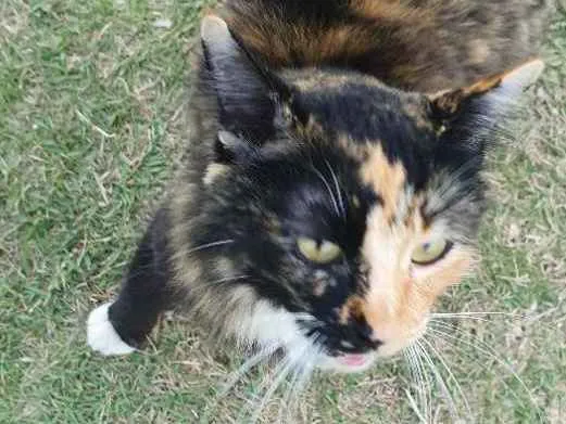 Gato ra a Não definida idade 1 ano nome Malhada